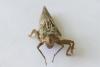 Cordulegaster boltonii